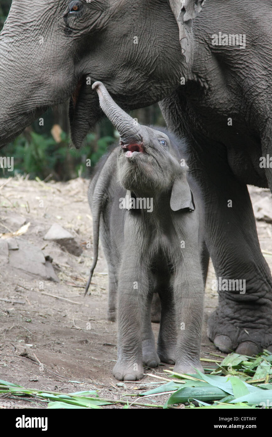 Einen Monat alt Baby-Elefant Stockfoto