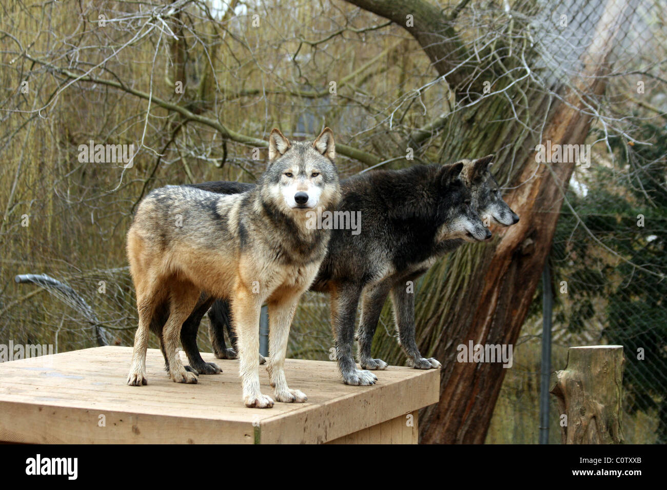 3 grauen Wölfe mit einem direkt in die Kamera schaut. Stockfoto