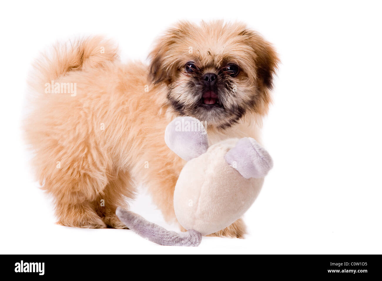 Niedliche kleine Pekinese Hund isoliert auf weiss Stockfoto