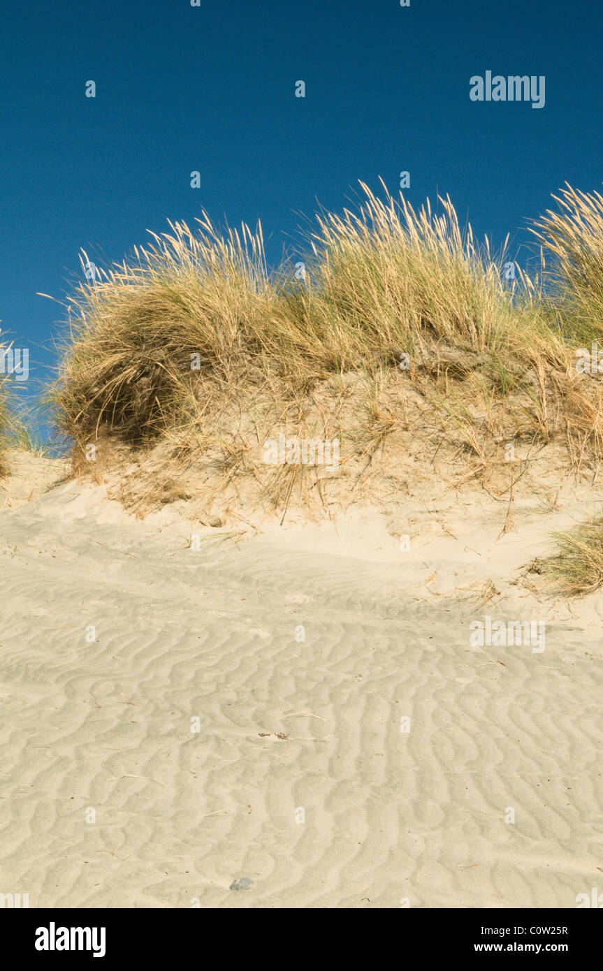 Sanddünen. Ost, West wittering, West Sussex, UK. Juli. marram Gras (Ammophila arenaria) Stockfoto