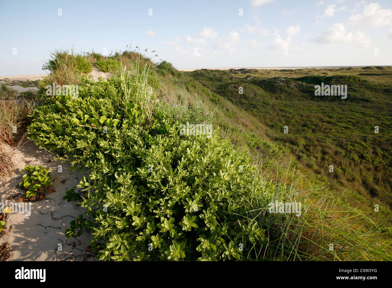 Sanddünen auf isolierte und unbebauten Teil von South Padre Island, bedeckt mit Sehafer und Abel, in der Nähe von Port Mansfield TX Stockfoto