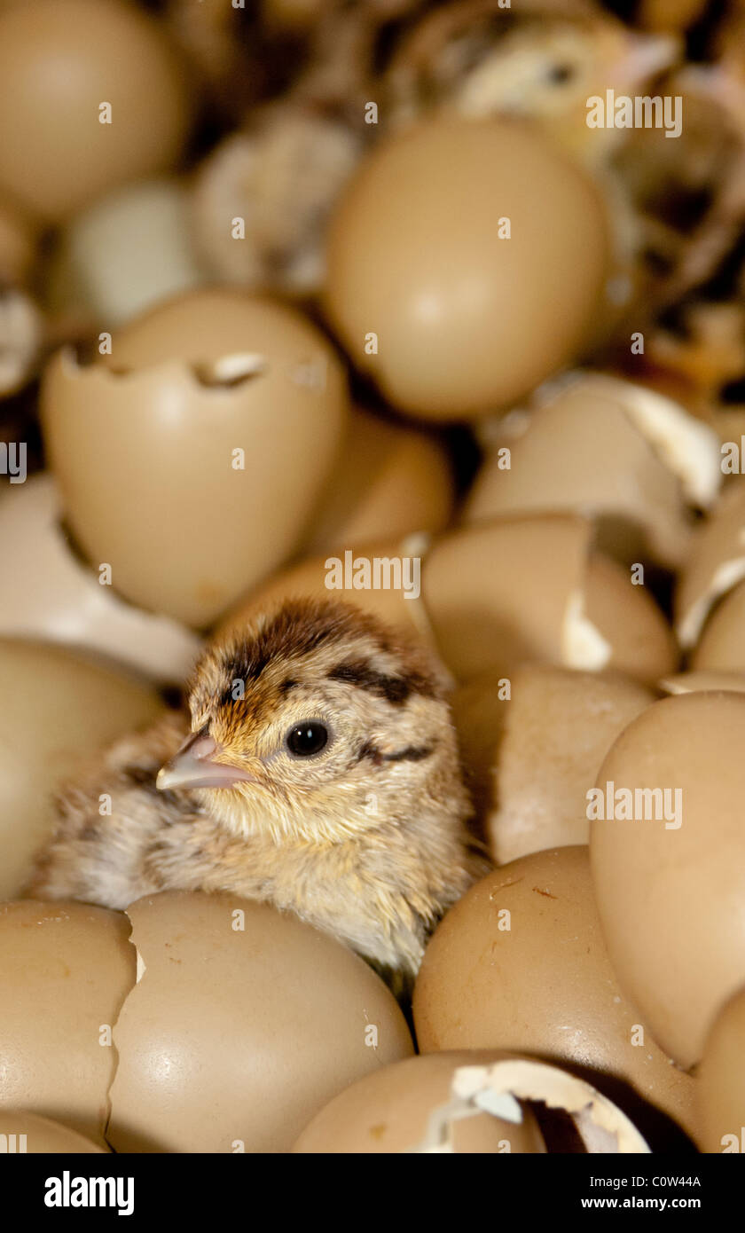 Tag alte Fasane Küken schlüpfen aus Eiern Stockfoto