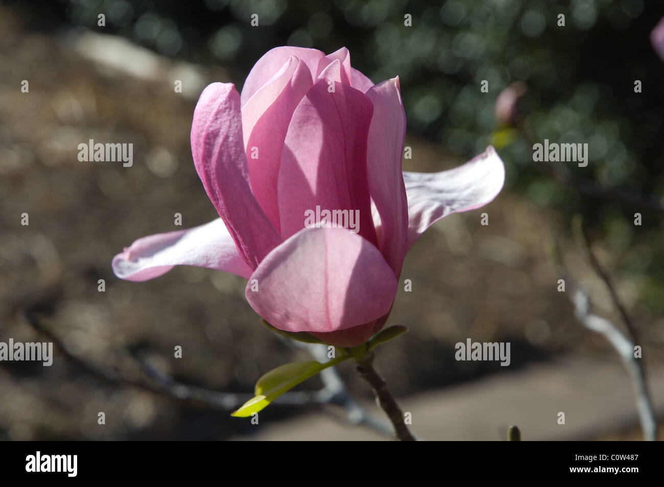 Magnolia Blossom Raulston Arboretum, Raleigh NC USA Stockfoto