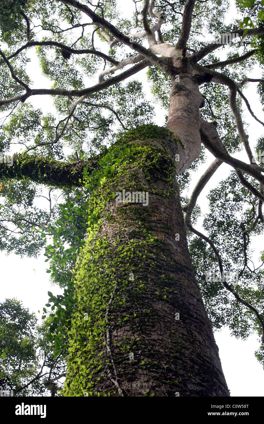 Ein uralter Baum in Moos in den gefährdeten Dipterocarp Regenwald von Malaysia Borneo abgedeckt Stockfoto