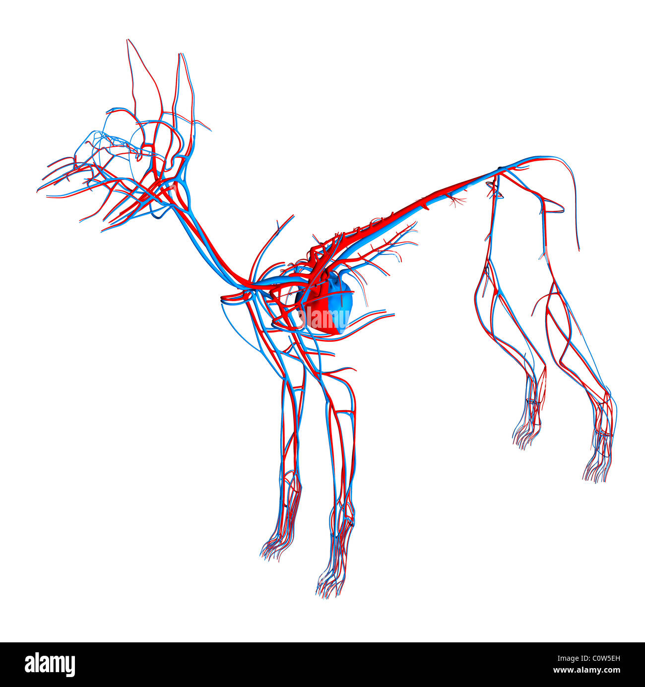 Hund-Anatomie-Herz-Kreislauf Stockfotografie - Alamy