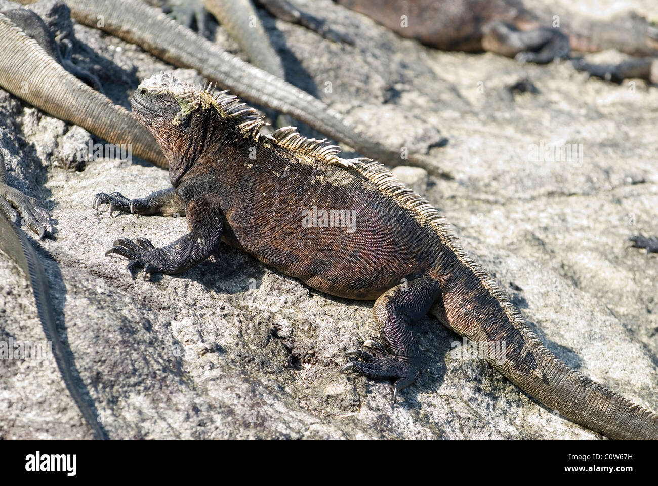 Marine Iguana (Amblyrhynchus Cristatus) Stockfoto