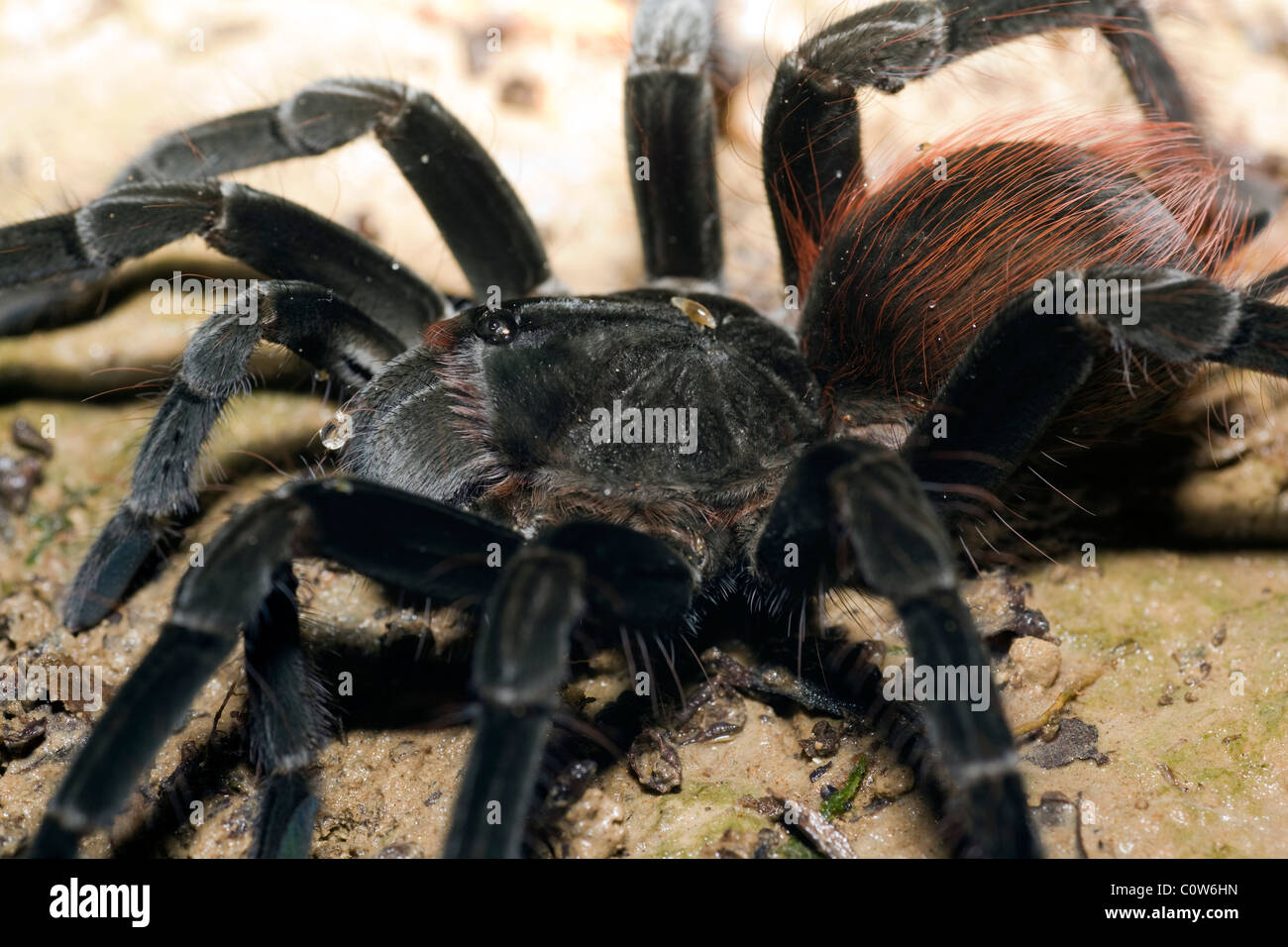 Nahaufnahme der Tarantel La Selva Jungle Lodge, AmazonasRegion, Ecuador Stockfotografie Alamy