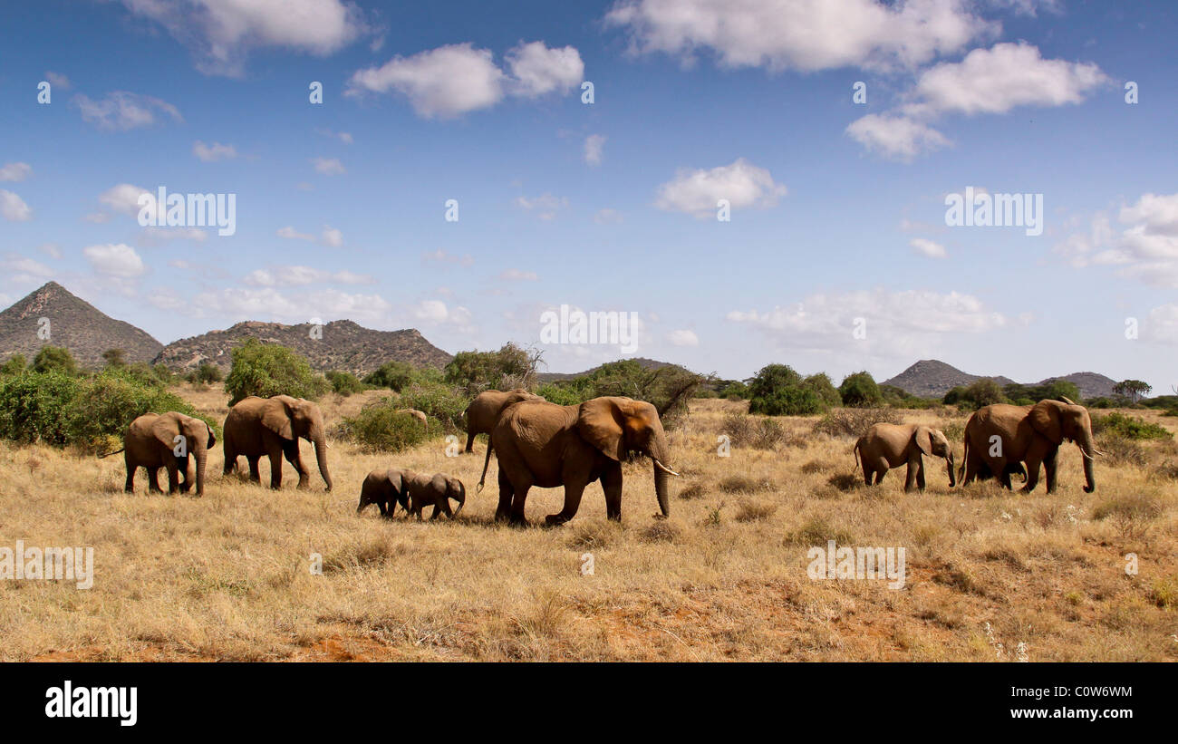 Elefanten und Elefanten Pack/Familie Samburu National Reserve, Kenia, Afrika Stockfoto