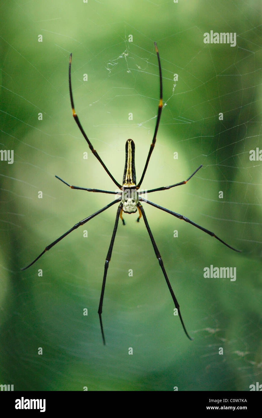 Golden Orb Weaver Riesenspinne auf ihr Netz in den Sinharaja Regenwald,, Sri Lanka Stockfoto
