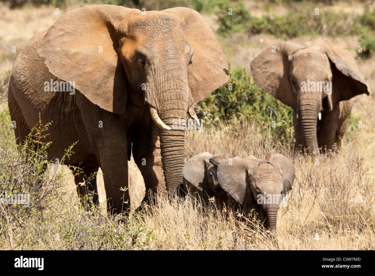 Elefanten und Elefanten Pack/Familie Samburu National Reserve, Kenia, Afrika Stockfoto