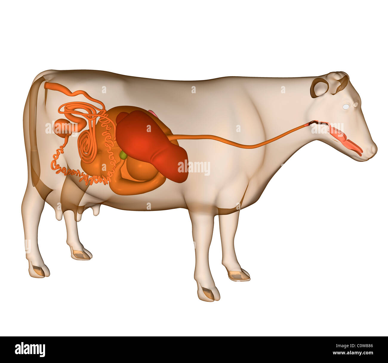 Anatomie der Kuh Stockfoto