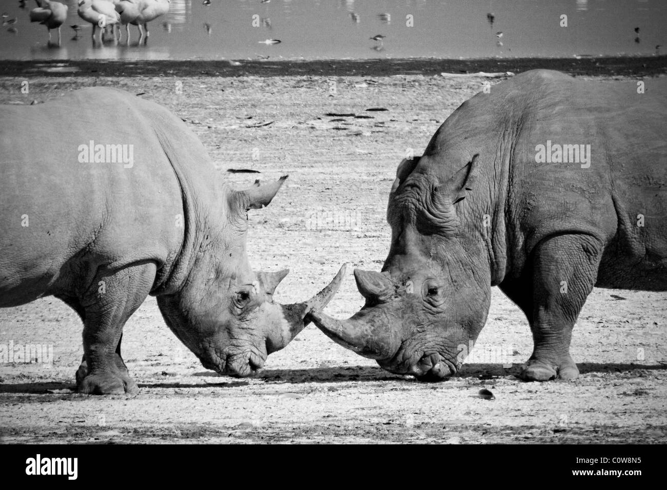 Breitmaulnashorn Face Off, Lake-Nakuru-Nationalpark, Kenia, Afrika Stockfoto