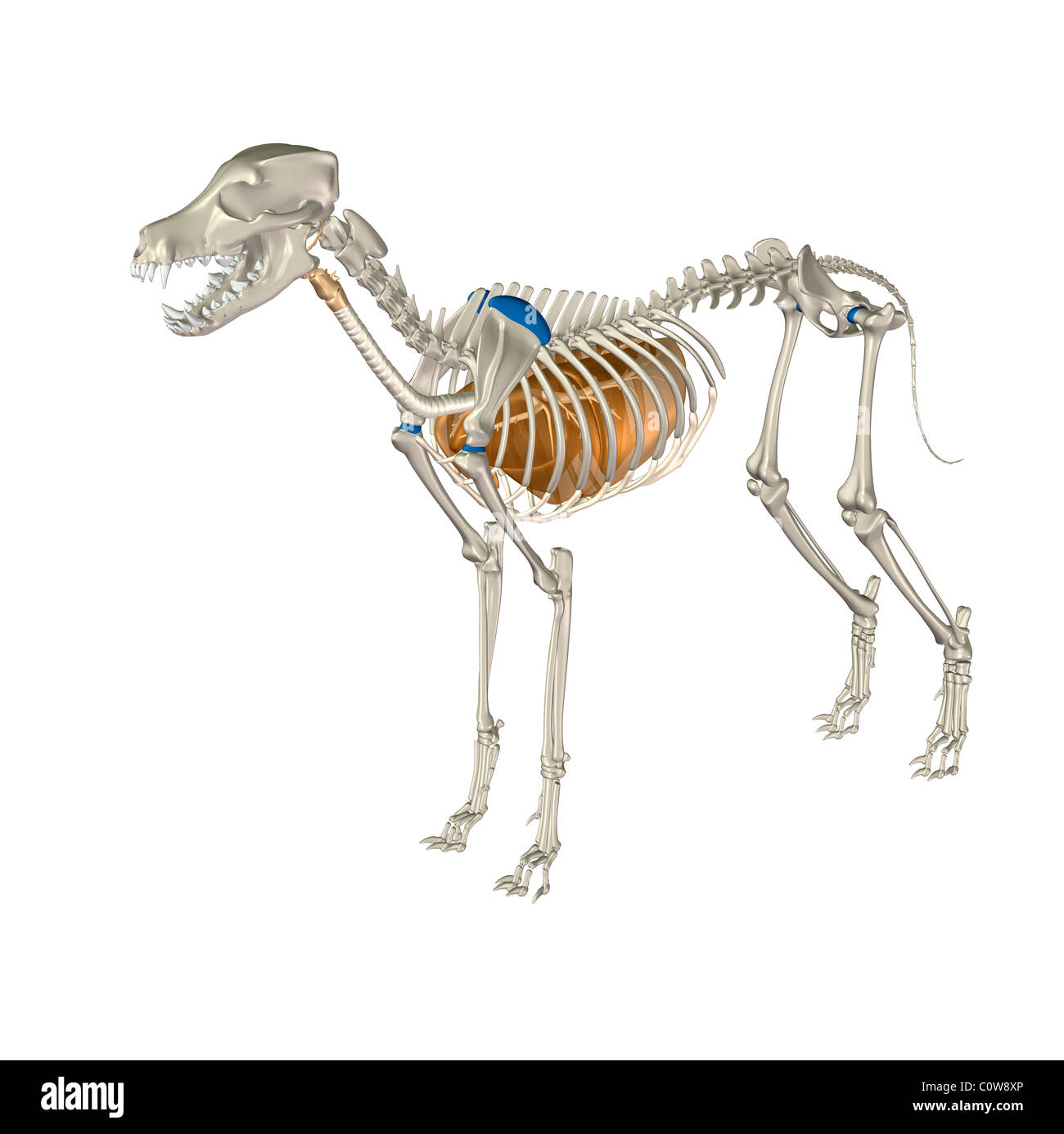 Hyoid Stockfotos & Hyoid Bilder Alamy