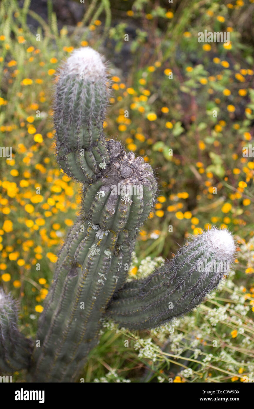 Säulenartige Kaktus in einem botanischen Garten Stockfoto