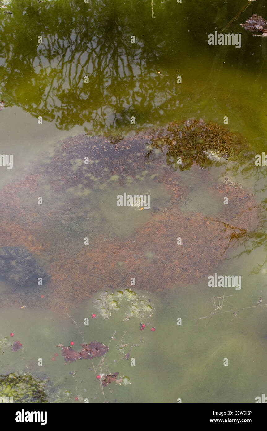 Teich algen Fotos und Bildmaterial in hoher Auflösung Seite 2 Alamy