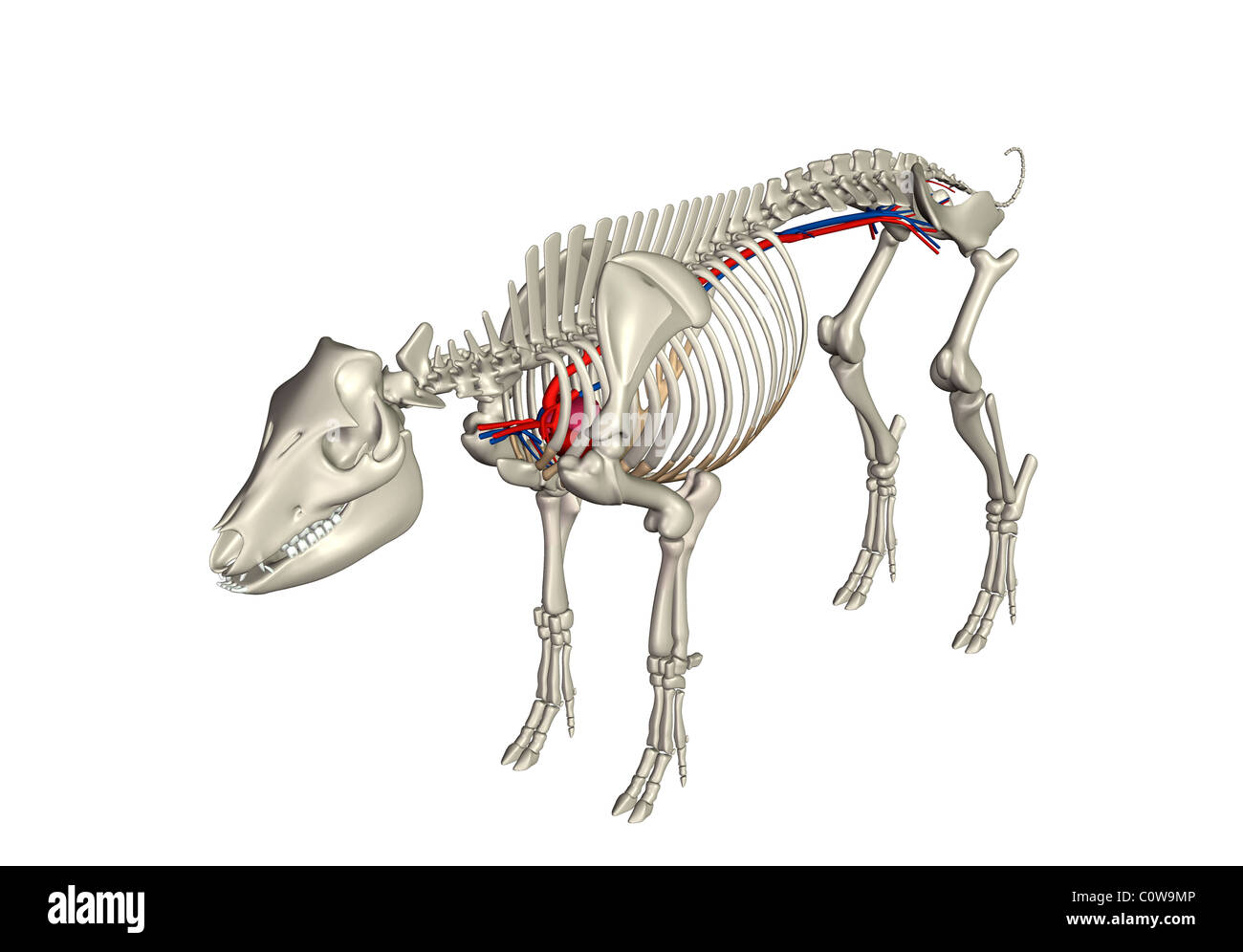 Schwein Anatomie Herz Kreislauf Skelett Stockfoto