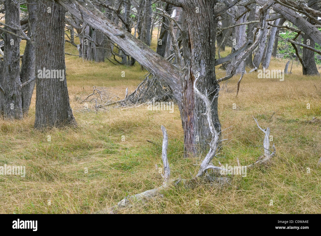 Zypressen in Point Lobos State Park, Kalifornien. Stockfoto