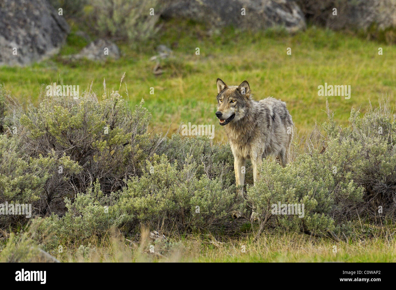 Ein grauer Wolf im Yellowstone Stockfoto