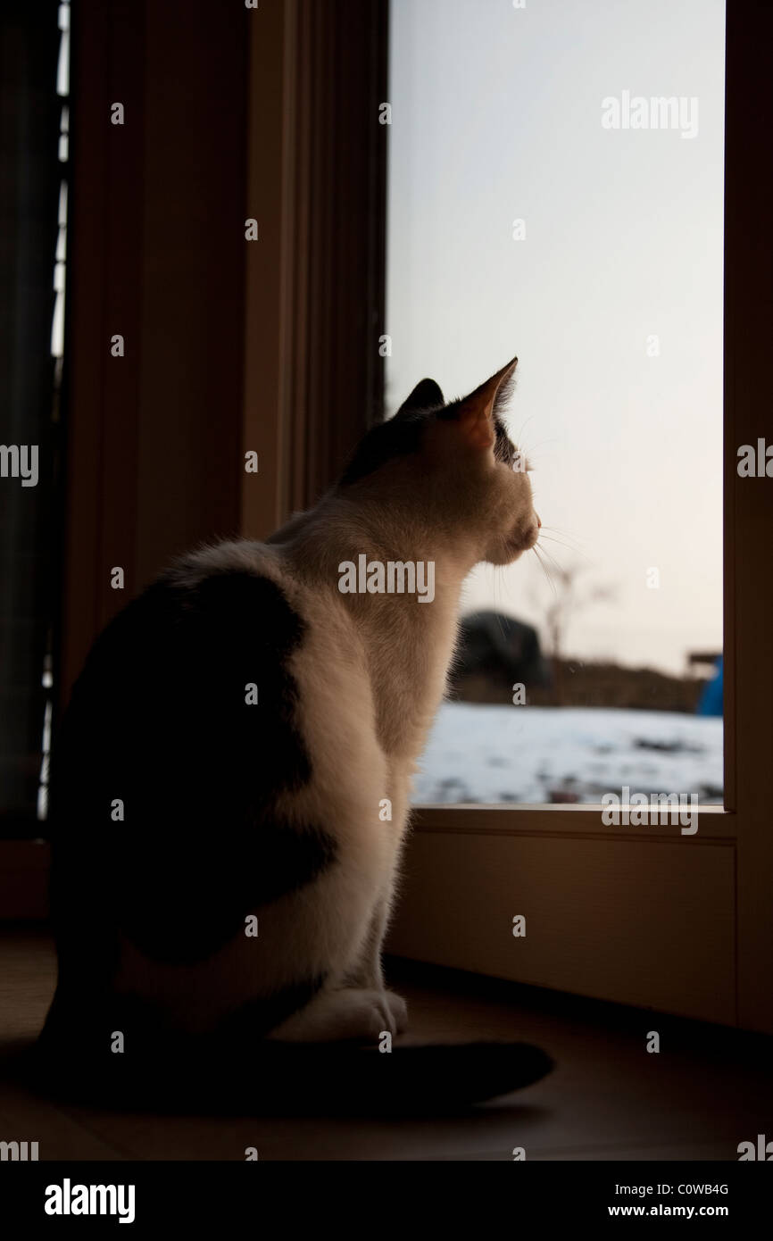 Katze mit Blick durch die Fenstertür Fernweh. Stockfoto