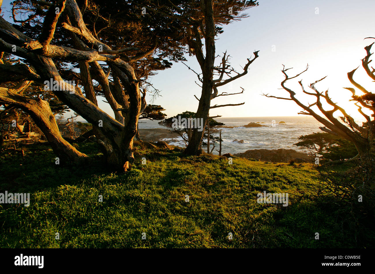 Zypressen entlang der Küste am Point Lobos State Park, CA, USA. Stockfoto