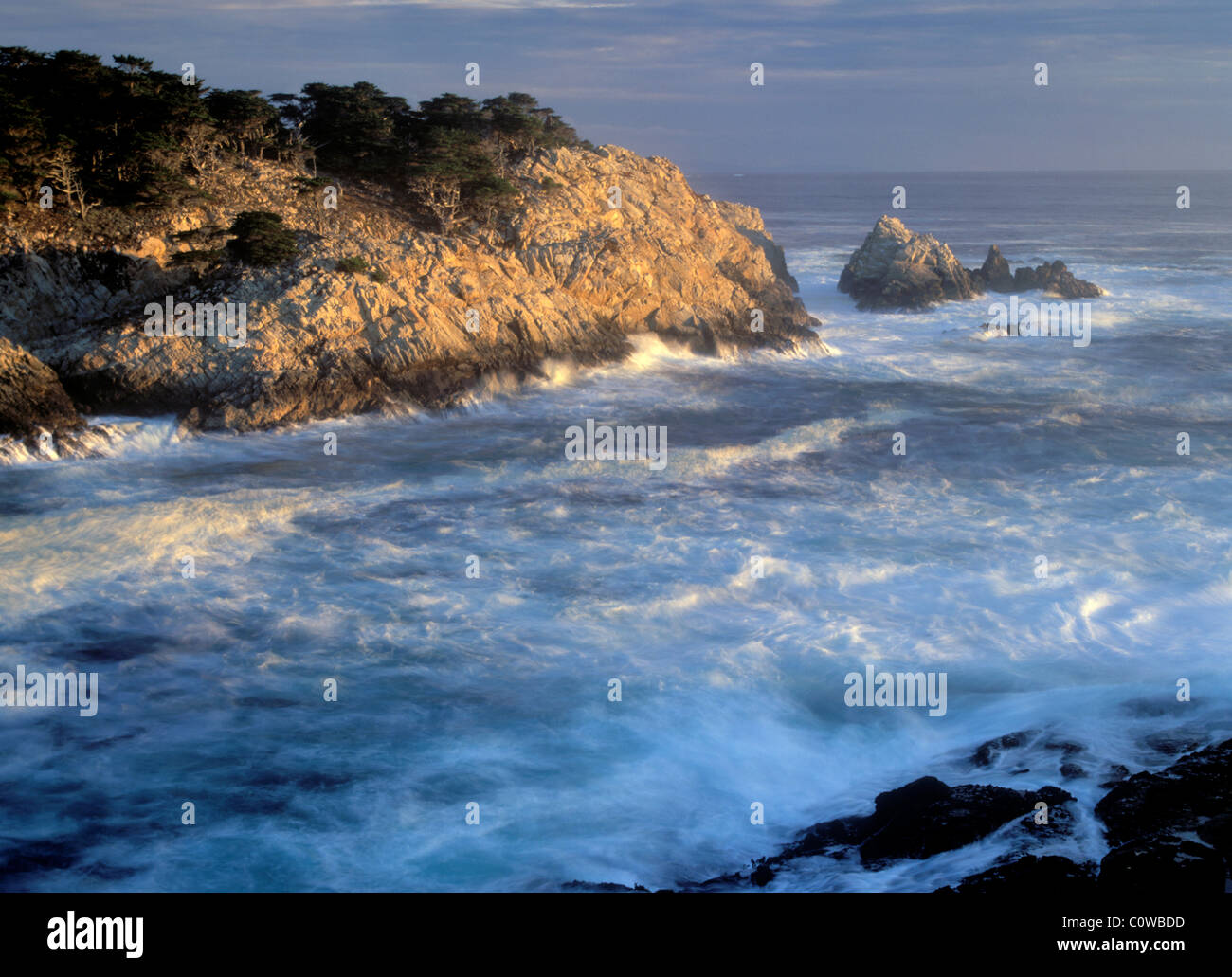 Zypresse Bäume Point Lobos, Kalifornien. Stockfoto