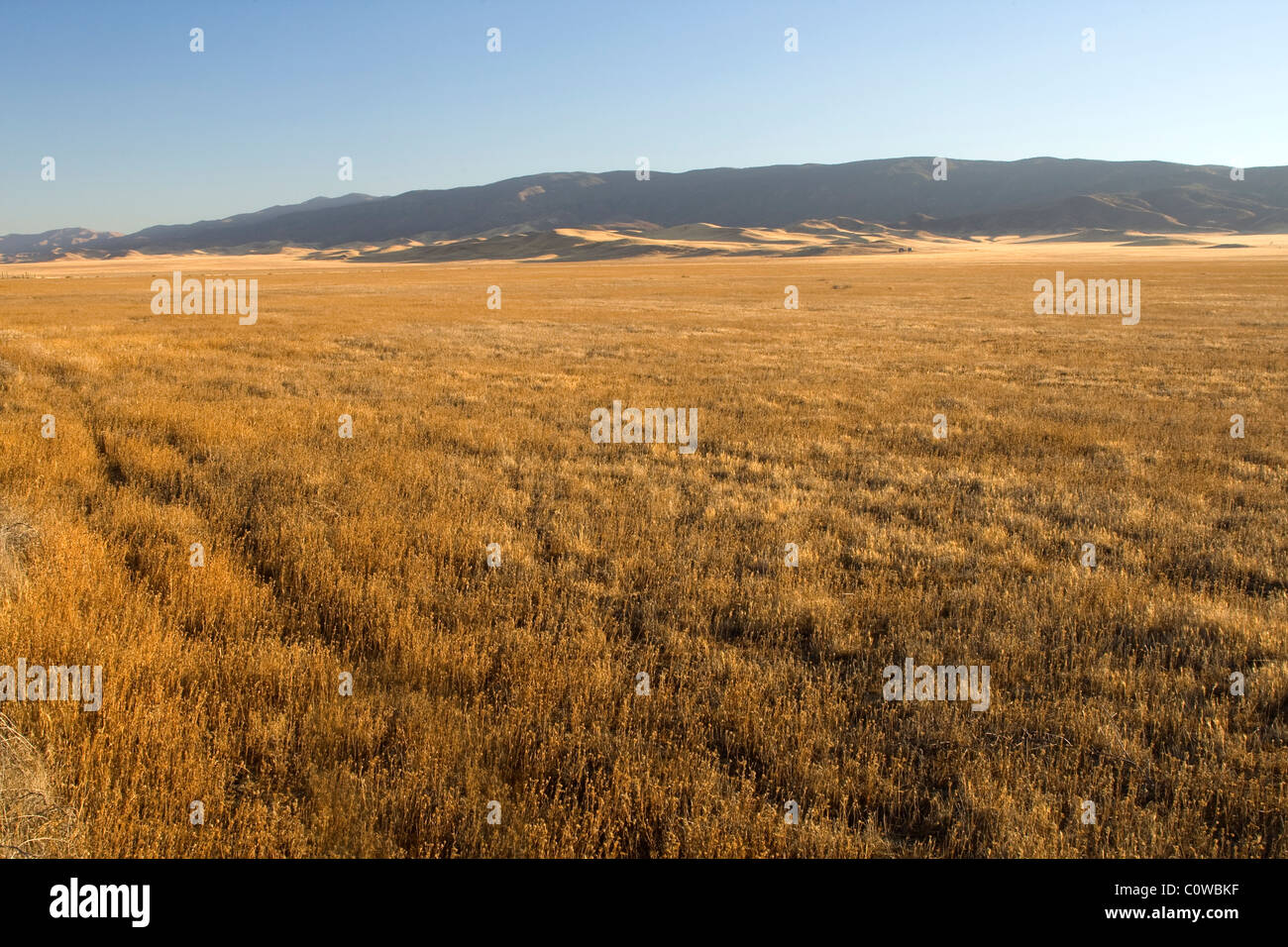 Carrizo Grünland Stockfoto