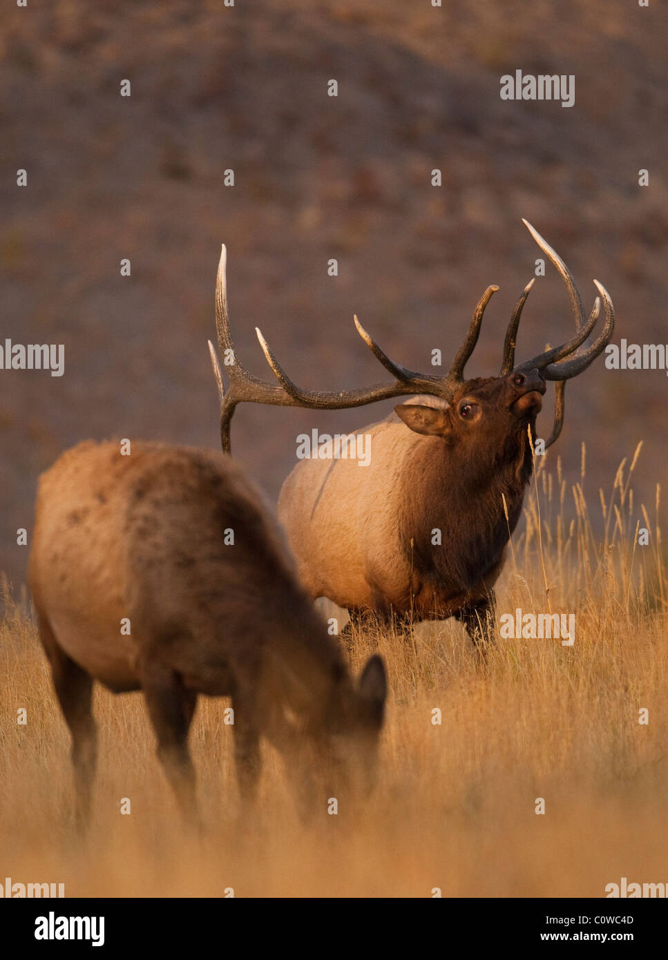 Ein Stier Elch riecht die Luft; die Kuh im Vordergrund verströmt einen Duft signalisieren ihre Bereitschaft für die Zucht, Yellowstone NP. Stockfoto