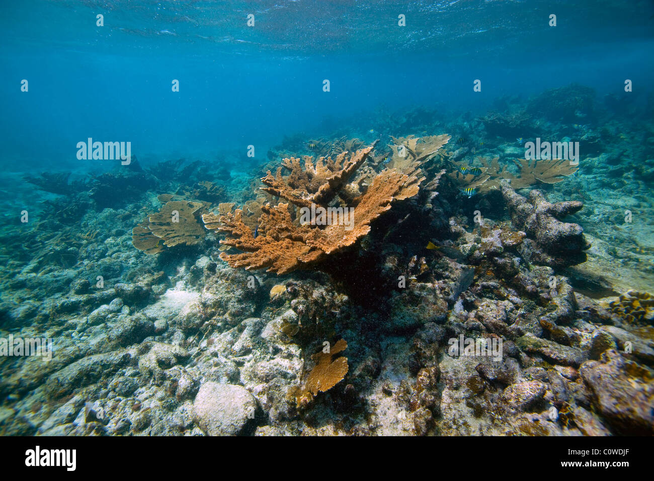 Stand der Elkhorn Korallen in Belize Stockfoto