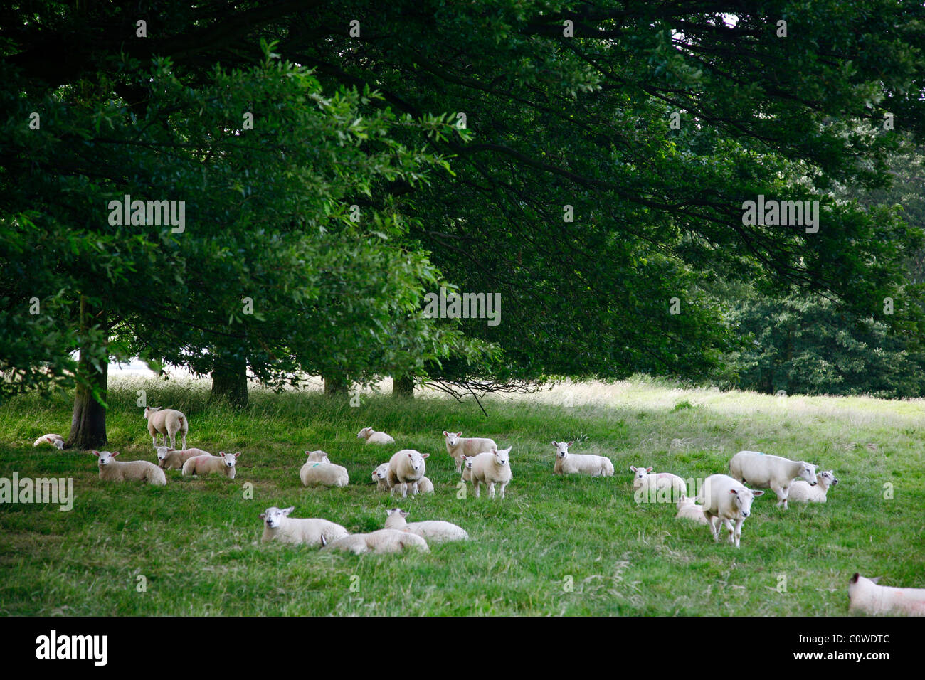 Schafe auf der Wiese, Kent, England, UK. Stockfoto