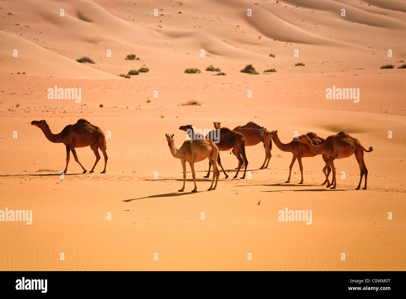 Vereinigte Arabische Emirate, Liwa-Oase, Kamele und Sanddünen in der Nähe von der leeren Viertel Wüste Stockfoto