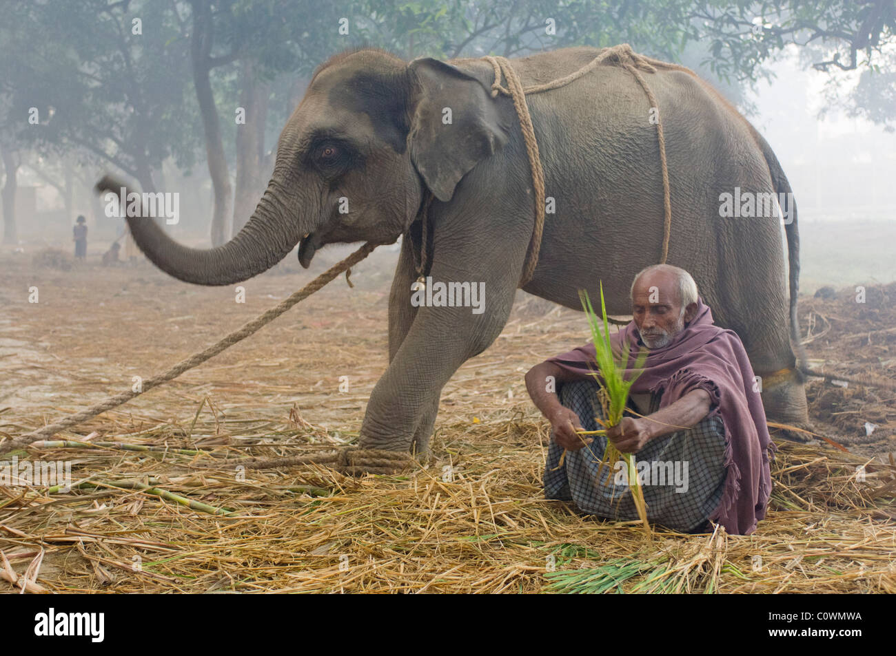 Junger Elefant zu verkaufen, mit seinen Mahout im Haathi Basar, Sonepur Mela, Sonepur, Bihar, Indien Stockfoto