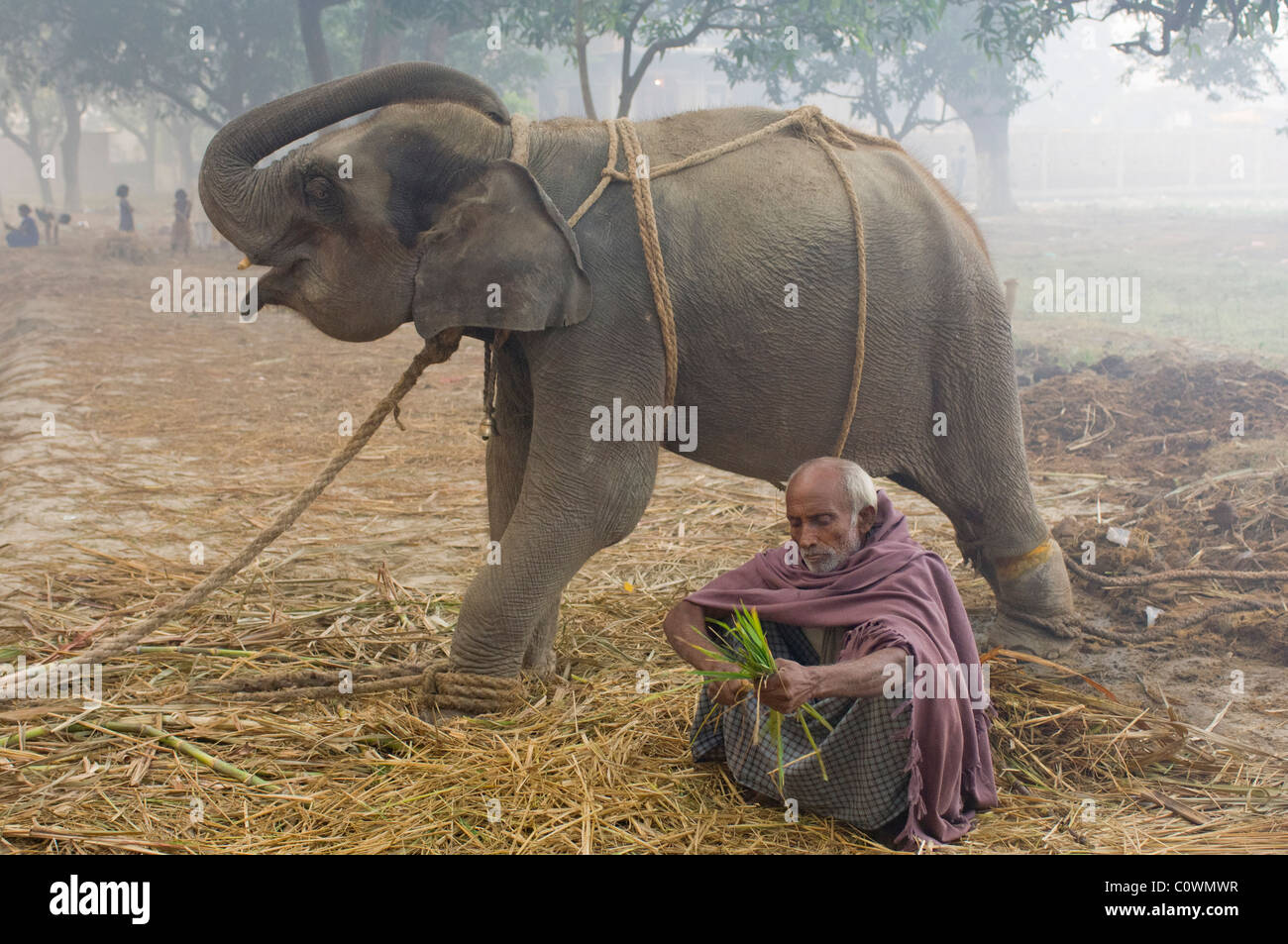 Junger Elefant zu verkaufen, mit seinen Mahout im Haathi Basar, Sonepur Mela, Sonepur, Bihar, Indien Stockfoto