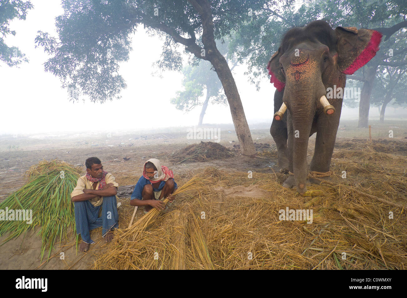 Elefanten zu verkaufen, mit ihren Mahouts im Haathi Basar, Sonepur Mela, Sonepur, Bihar, Indien Stockfoto