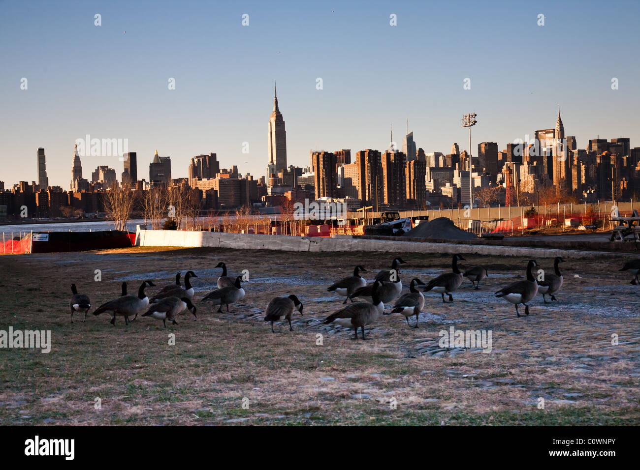 Gänse von den East River mit Manhattan Skyline im Hintergrund Stockfoto