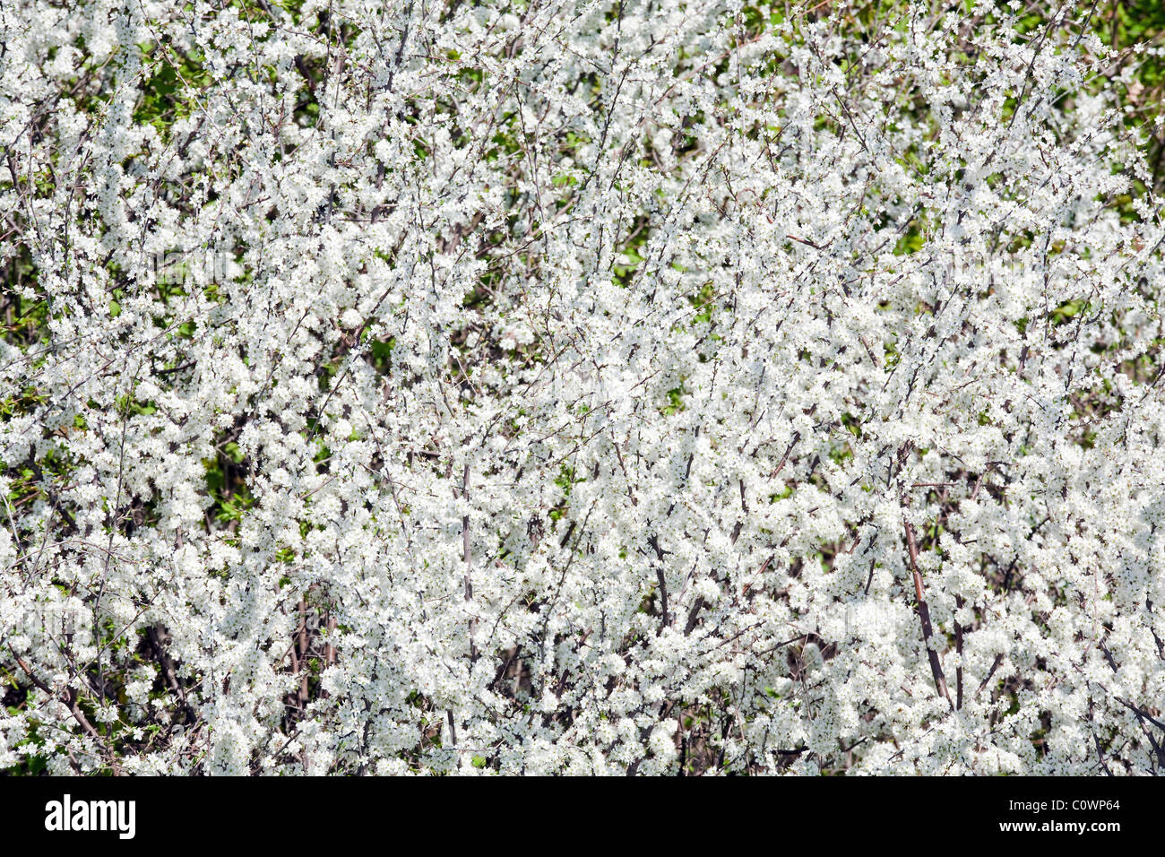 Weiß blühenden Kirschbäume Baum (Frühling im Hintergrund) Stockfoto