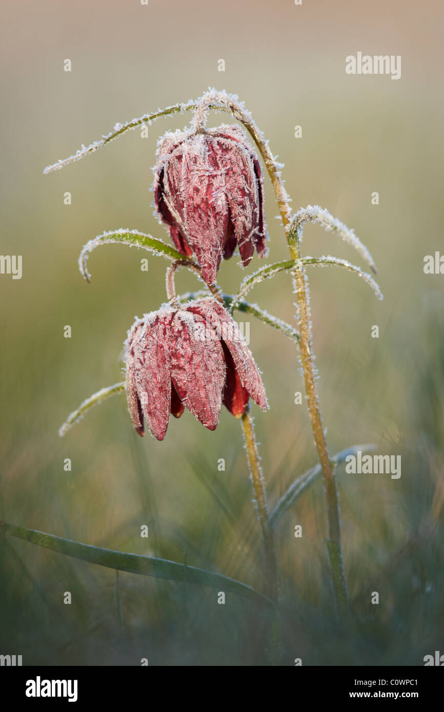 Frost bedeckt Schlangen Kopf Fritillaria Stockfoto
