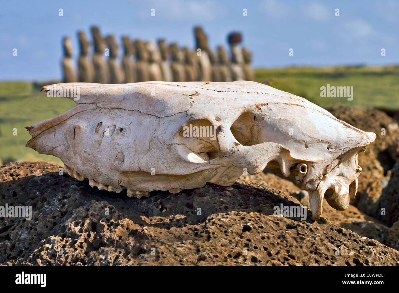 Ahu Tongariki, Osterinsel. Mit Pferd Schädel im Vordergrund. Stockfoto
