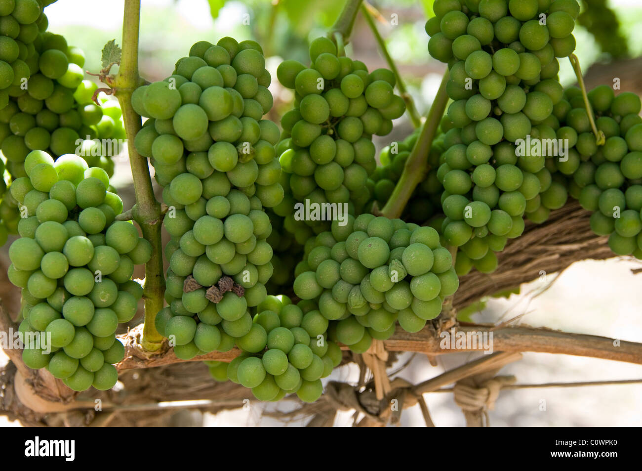 Peru. ICA-Abteilung. Trauben an einem Weinstock. Quebranta Rebsorte Sorte. Stockfoto