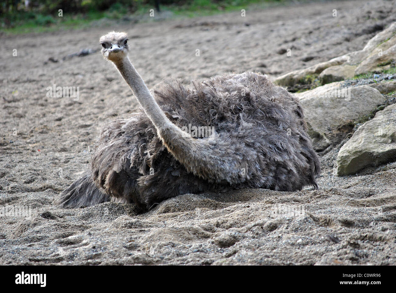 weibliche Strauß mit einem Sandbad Stockfoto