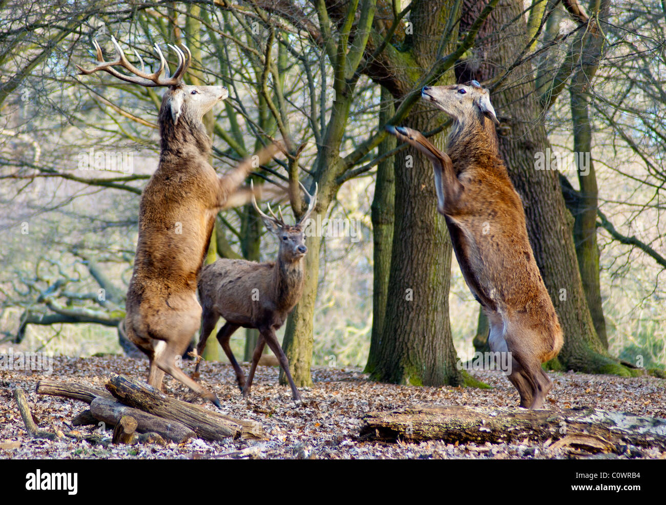 Rotwild Hirsche kämpfen Stockfoto