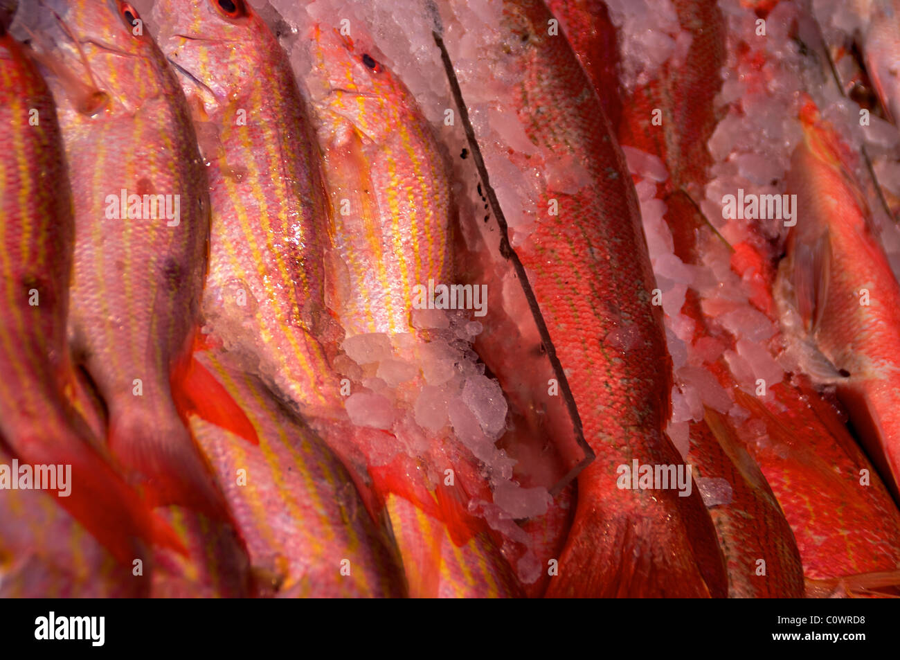 Kleine Fische auf dem Display neben großen rosa Fisch Stockfoto