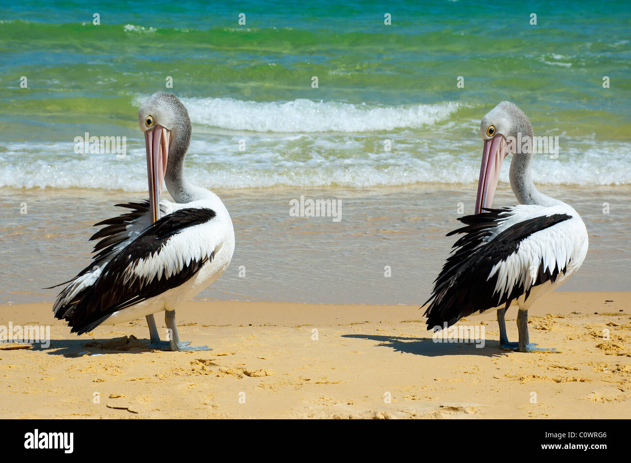 Australische Pelikane Stockfoto