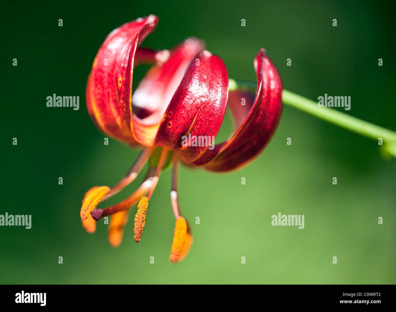 Red Tiger-Lilie Blume hautnah. Stockfoto