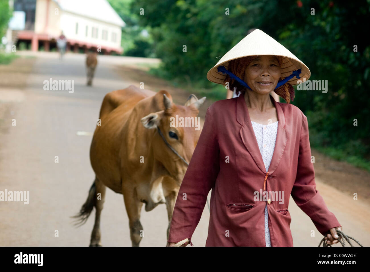 Vietnamesische Frau mit einer Kuh Stockfoto