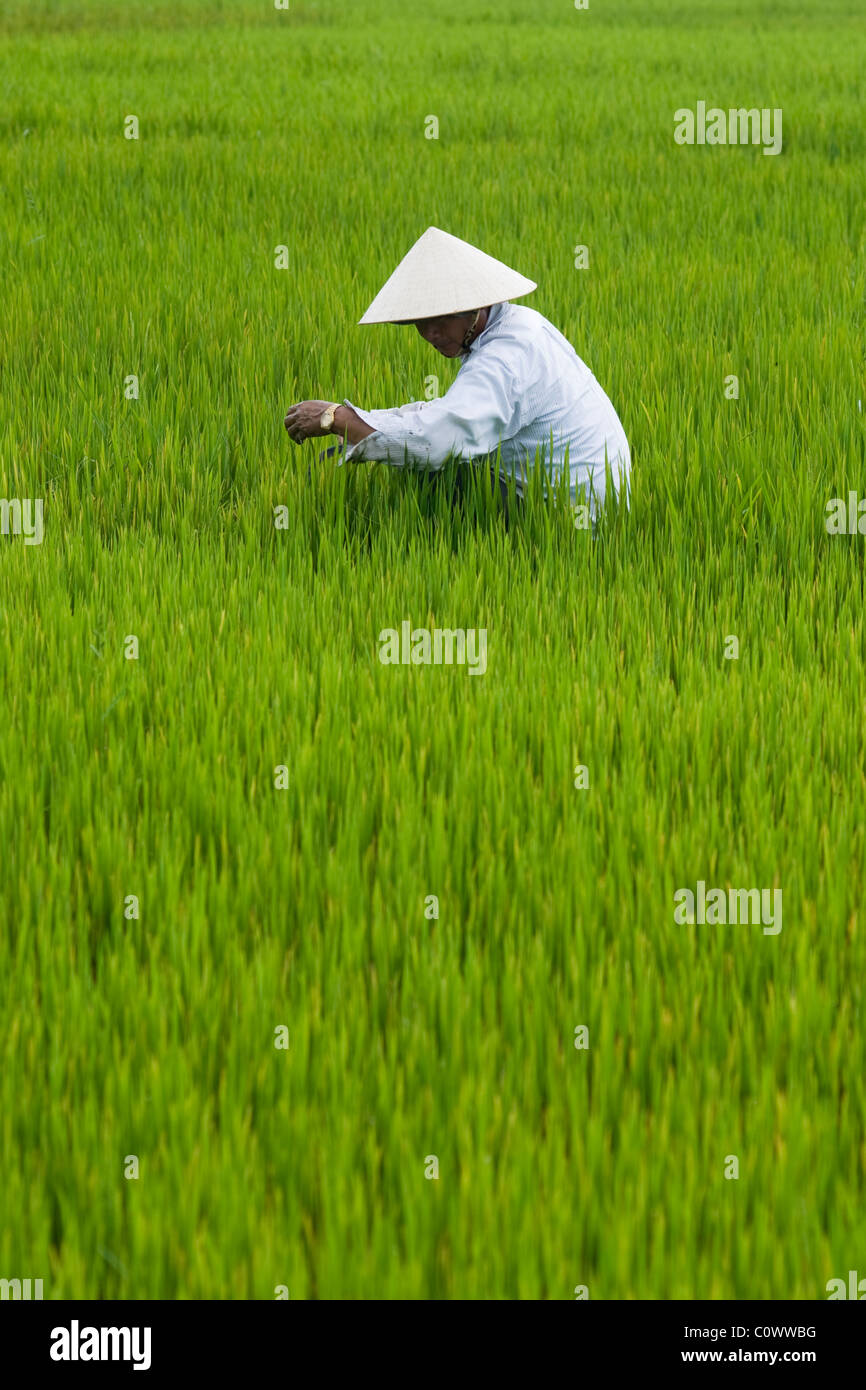 Vietnamesische Mann Kommissionierung Reis in ein Reisfeld Stockfoto
