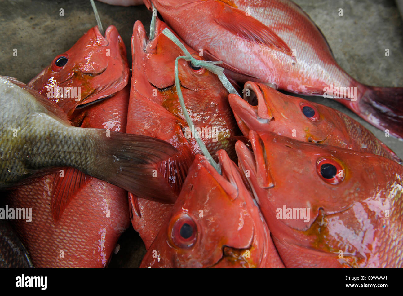 Nahaufnahme von Red Snapper Lutjanus am Victoria Market in Victoria, der Insel Mahé, Seychellen Stockfoto