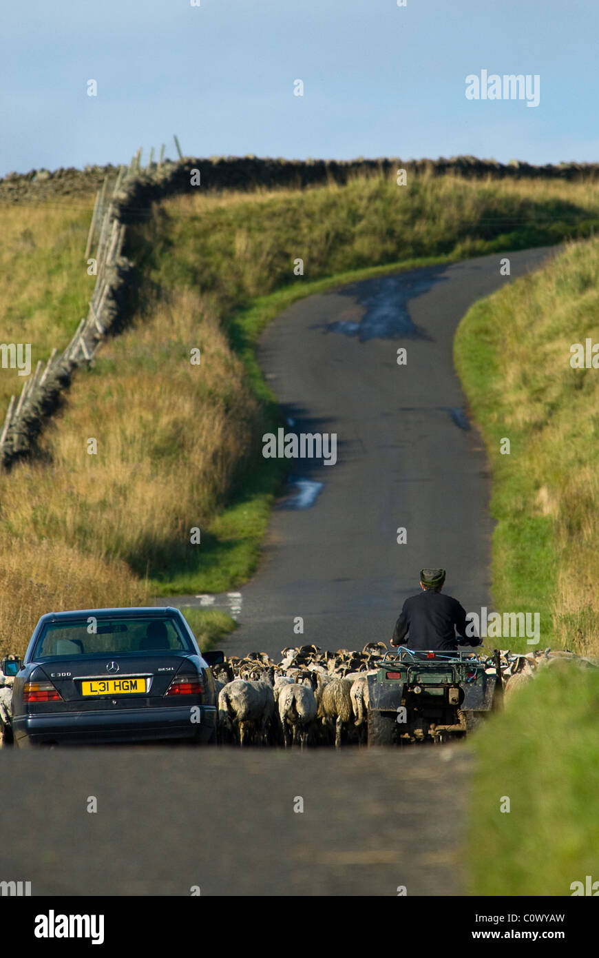 Mit dem Auto und Quad-Bike Schafe hüten Stockfoto