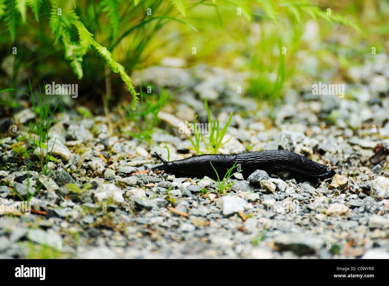 Nahaufnahme der Schnecke Tippbetrieb entlang Kiesboden Stockfoto