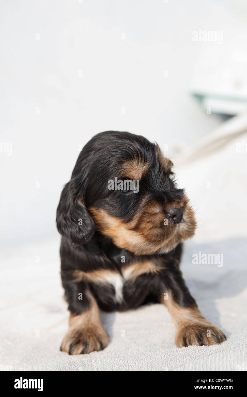 pics Baby Cocker Spaniel Black And Brown https www alamy de stockfoto schwarz tan englischer cocker spaniel welpen auf weissem hintergrund 34991420 html