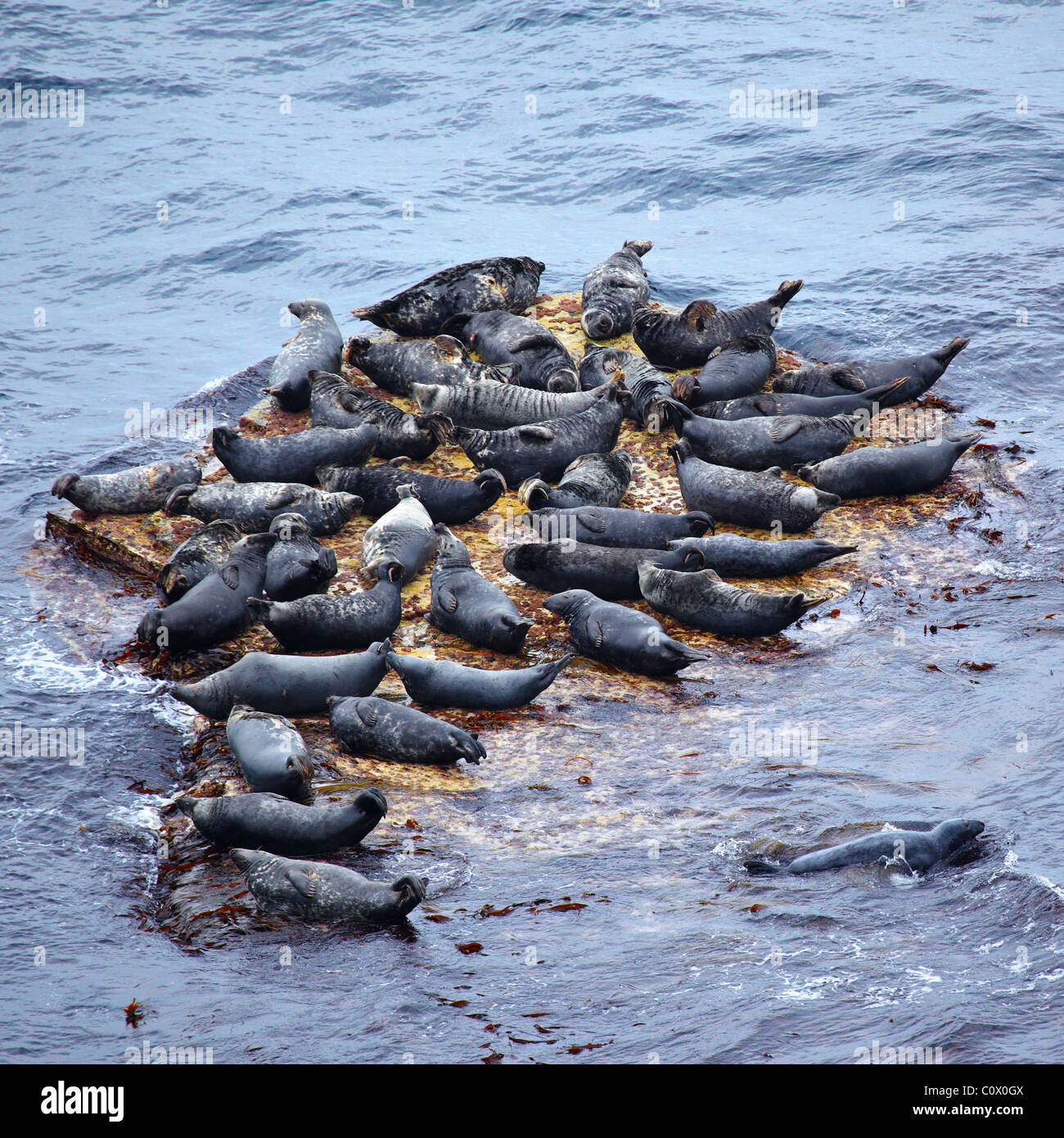 Grey Seal rookery Stockfoto